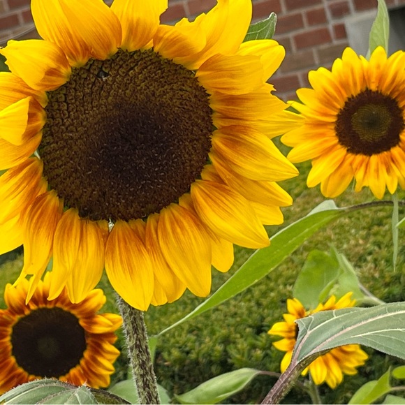 🌻 Your Satisfaction Matters 🌻 - Picture 3 of 4